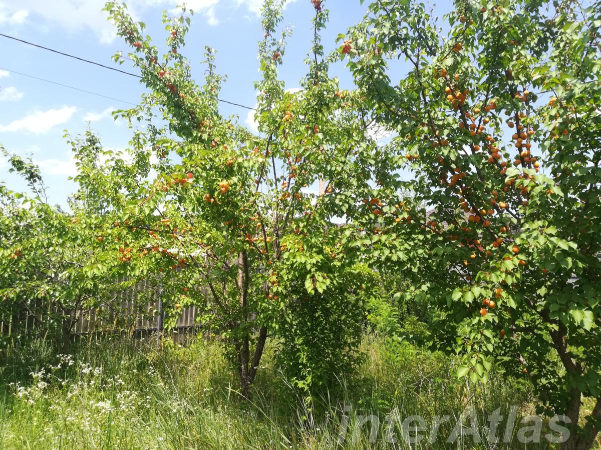 Заморозка абрикос дома - купить на сайте объявлений Курганинск онлайн