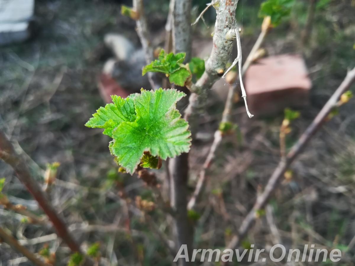 Кусты черной смородины - купить на сайте объявлений Армавир онлайн