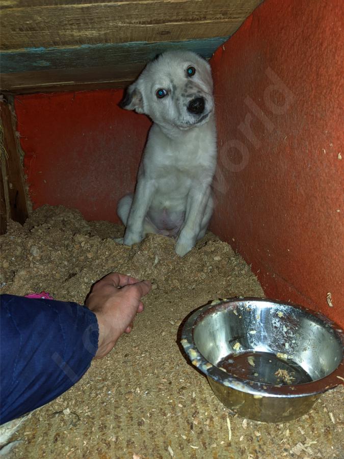 Щенок в добрые руки - купить на сайте объявлений Успенское онлайн