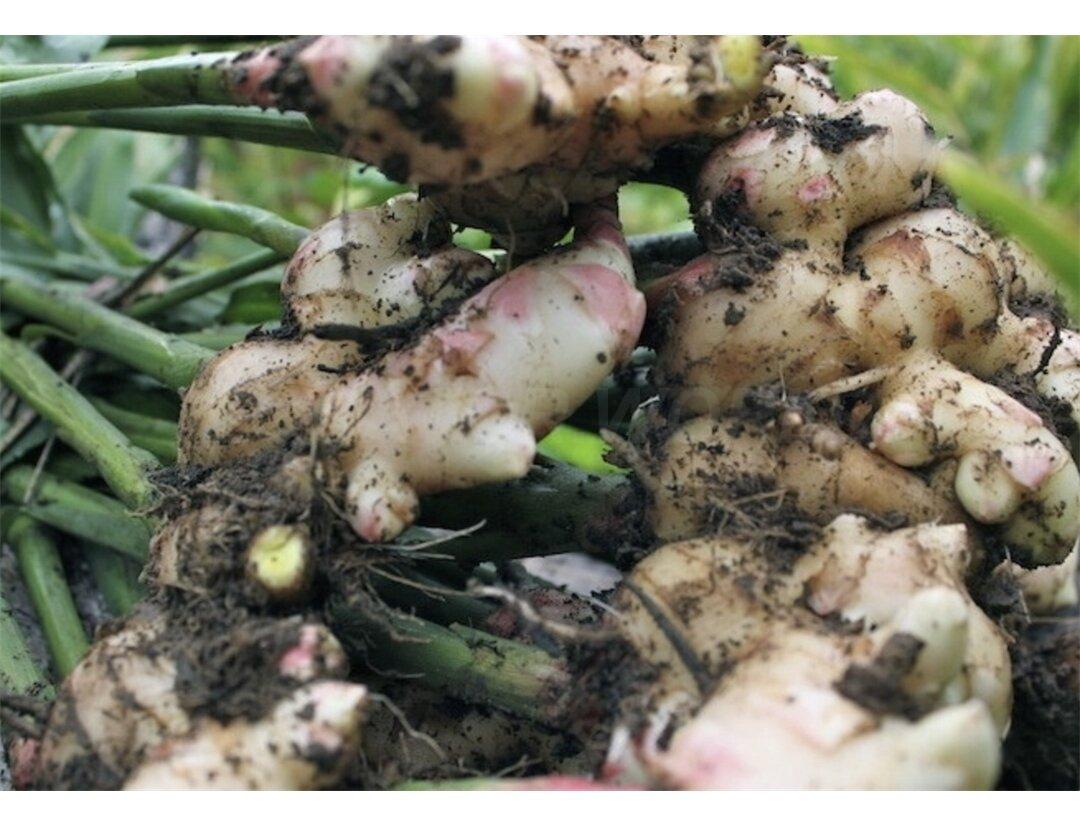 Выращиваем имбирь из магнита - купить на сайте объявлений Мостовской онлайн