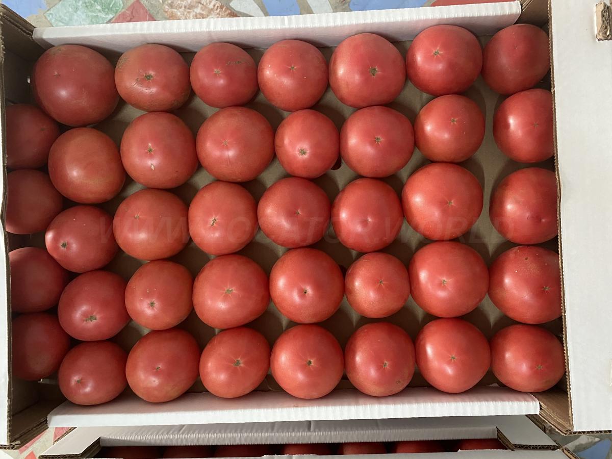 Помидор розовый Армавир