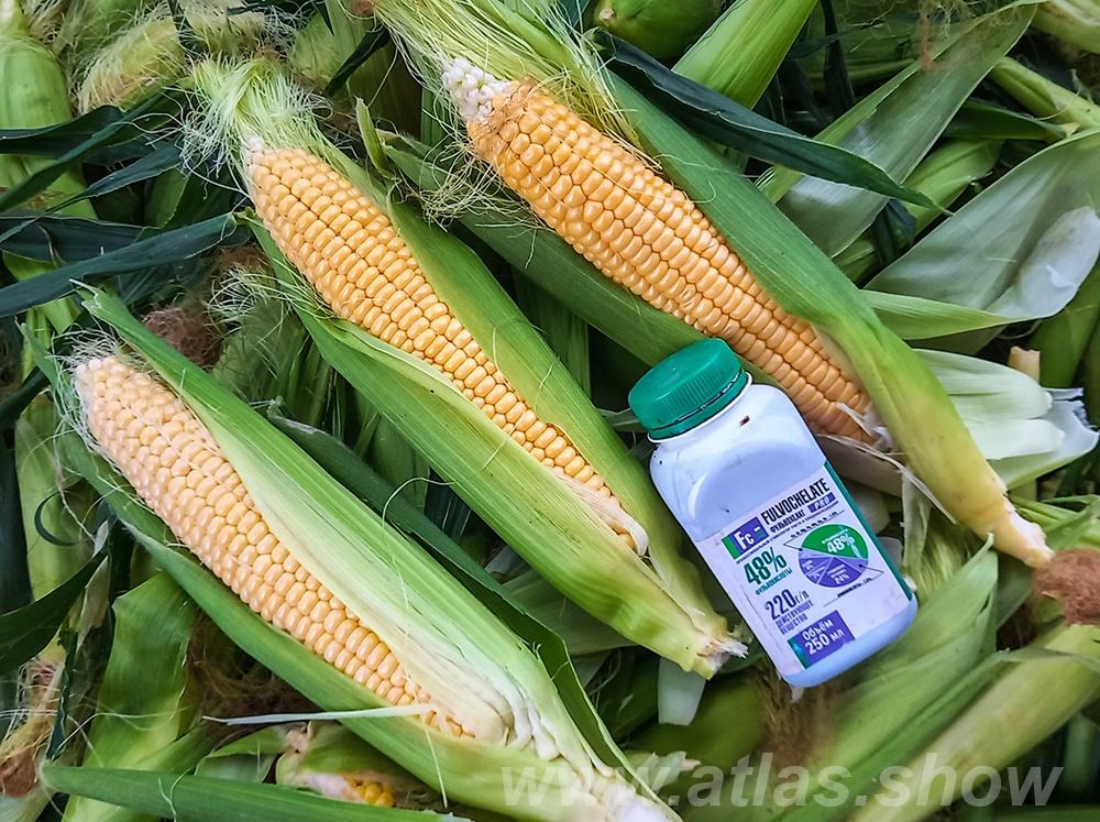 Простой способ получить больше кукурузы товарного качества - купить на сайте объявлений Новокубанск онлайн