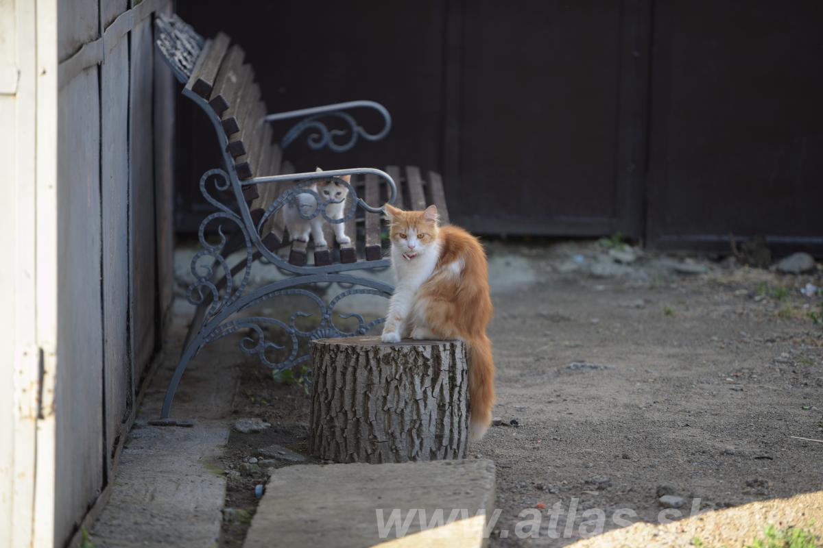 Кошачьи зарисовки - купить на сайте объявлений Армавир онлайн