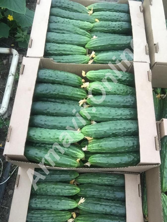 Сорт Эстафета. Обьем , дешевле. - купить на сайте объявлений Армавир онлайн