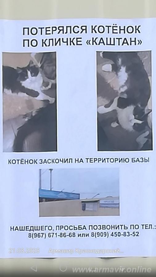 Потерялся котенок. телефон 89676718668 купить на сайте объявления Армавир онлайн