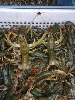 Раки  Армавир