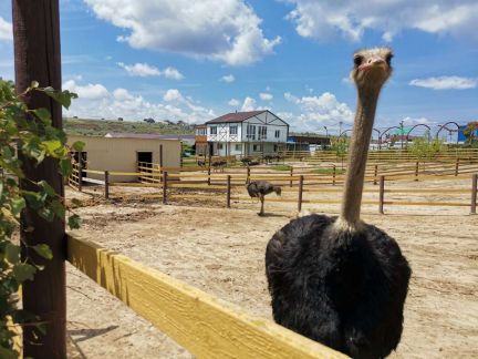 Работа с проживанием помощь по хозяйству  - купить на сайте объявлений Краснодарский край онлайн