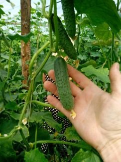 Фрукты, овощи  - купить на сайте объявлений Крымск онлайн