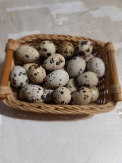 Перепелиные яйца и мясо  - купить на сайте объявлений Краснодар онлайн