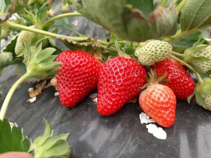 Клубника  Армавир