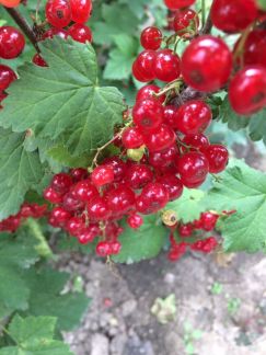 Красная Смородина, крыжовник  - купить на сайте объявлений Славянск-на-Кубани онлайн