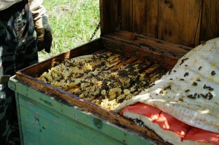 Мед, 06.06.20  - купить на сайте объявлений Краснодар онлайн