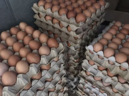 Яйцо  - купить на сайте объявлений Сочи онлайн