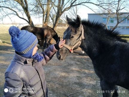 Обучение верховой езде, конные прогулки  Армавир
