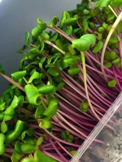 Микрозелень  Армавир