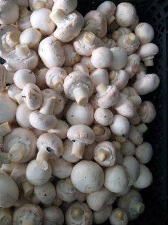 Доставка шампиньона в Кропоткин  Армавир