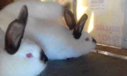 Мясо кролика  - купить на сайте объявлений Крымск онлайн