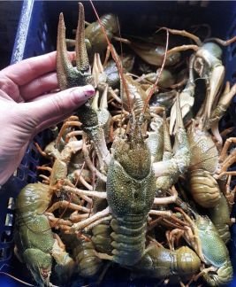 Доставка живых и вареных раков. Крд  - купить на сайте объявлений Краснодар онлайн