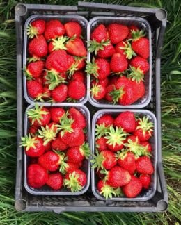 Клубника доставка  - купить на сайте объявлений Краснодар онлайн