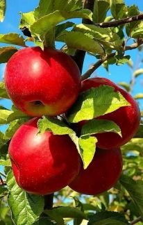 Поставка овощей, фруктов, зелени  Армавир