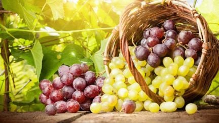 Рабочие на виноградники  - купить на сайте объявлений Анапа онлайн