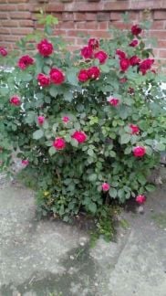 Сбор ягоды  - купить на сайте объявлений Курганинск онлайн