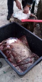 Свежая рыба оптом  - купить на сайте объявлений Сочи онлайн