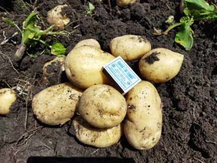 Картофель оптом  - купить на сайте объявлений Тимашевск онлайн