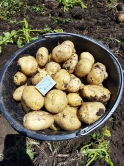 Картофель оптом  - купить на сайте объявлений Каневская онлайн