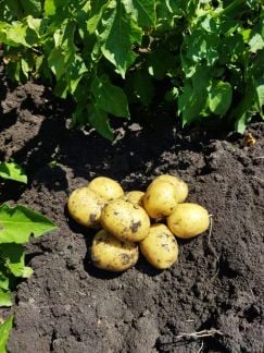 Картофель оптом  - купить на сайте объявлений Краснодарский край онлайн