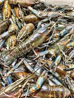 Австралийский рак  - купить на сайте объявлений Краснодар онлайн