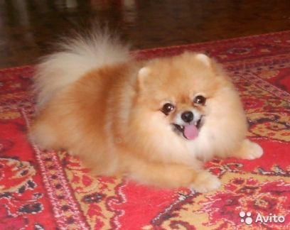 Вязка с опытным кобелём. Настоящий Померанец  - купить на сайте объявлений Армавир онлайн