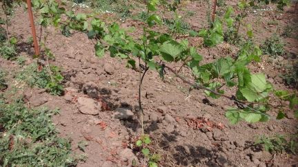 Опора для формирования виноград. лозы дл:130см.д12  Армавир