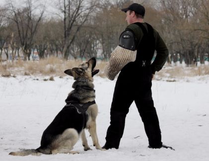 Дрессировка собак  - купить на сайте объявлений Армавир онлайн
