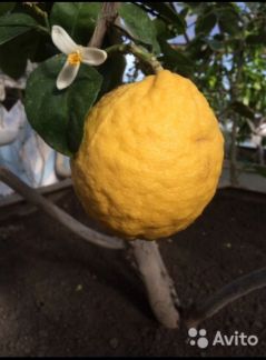 Продаются саженцы, деревья, экзотические растения  - купить на сайте объявлений Армавир онлайн