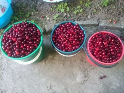 Вишня  Армавир