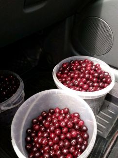 Вишня  - купить на сайте объявлений Армавир онлайн