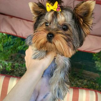 Передержка животных  - купить на сайте объявлений Армавир онлайн