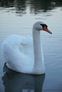 Фотограф  - купить на сайте объявлений Армавир онлайн