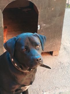 Вязка лабрадора  - купить на сайте объявлений Армавир онлайн