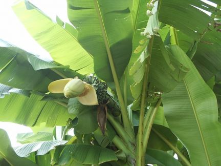 Банановые пальмы (уличные)  - купить на сайте объявлений Армавир онлайн