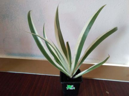 Неомарика  - купить на сайте объявлений Армавир онлайн