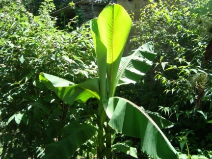 Саженцы бананой пальмы  Армавир