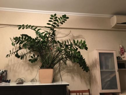 Замиокулькас  - купить на сайте объявлений Армавир онлайн