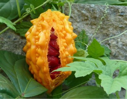 Момордика семена  - купить на сайте объявлений Армавир онлайн