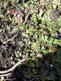 Участок 5 сот. (СНТ, ДНП)  Армавир