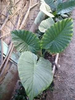 Продаю армы и фикус  - купить на сайте объявлений Армавир онлайн