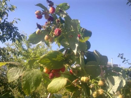 Саженцы ремонтантной малины  - купить на сайте объявлений Армавир онлайн