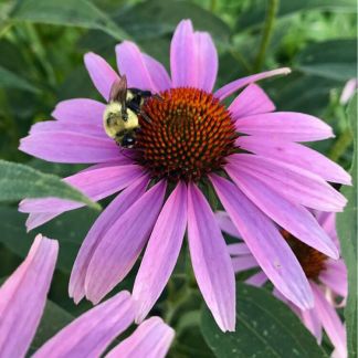 Эхинацея  - купить на сайте объявлений Армавир онлайн