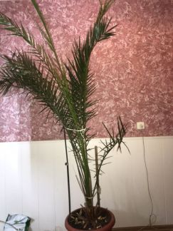 Пальма  - купить на сайте объявлений Армавир онлайн